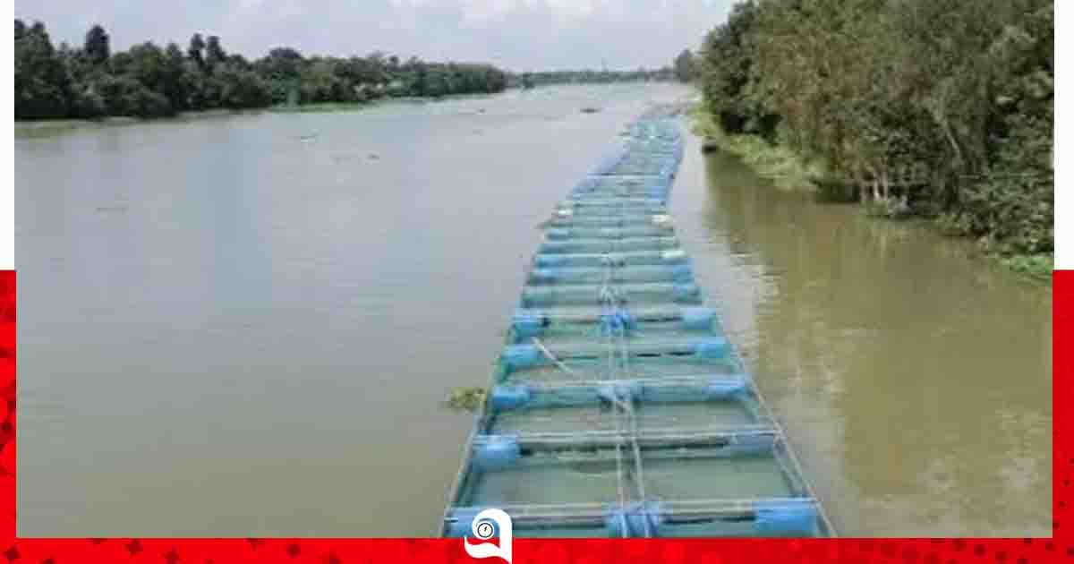 ভাঙ্গুড়া-ফরিদপুরে ভাসমান খাঁচায় মাছ চাষে সাফল্য