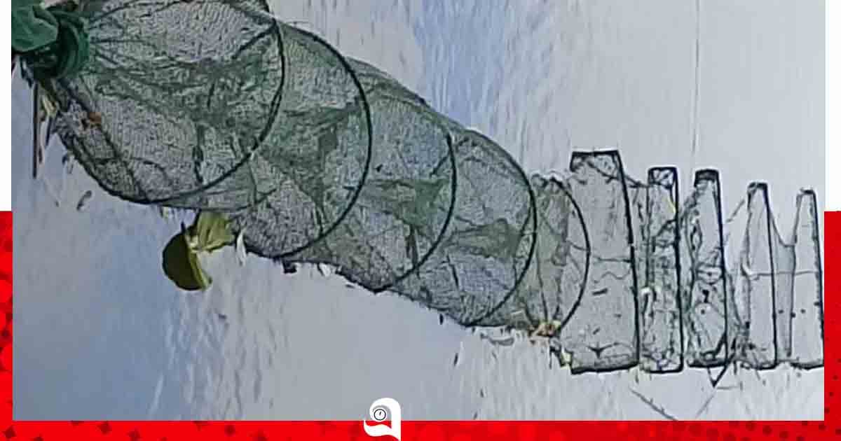 পাবনার ভাঙ্গুড়ায় হুমকিতে দেশীয় মাছের পোনা