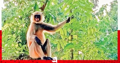 অচেনা শহরে নিঃসঙ্গ হনুমান