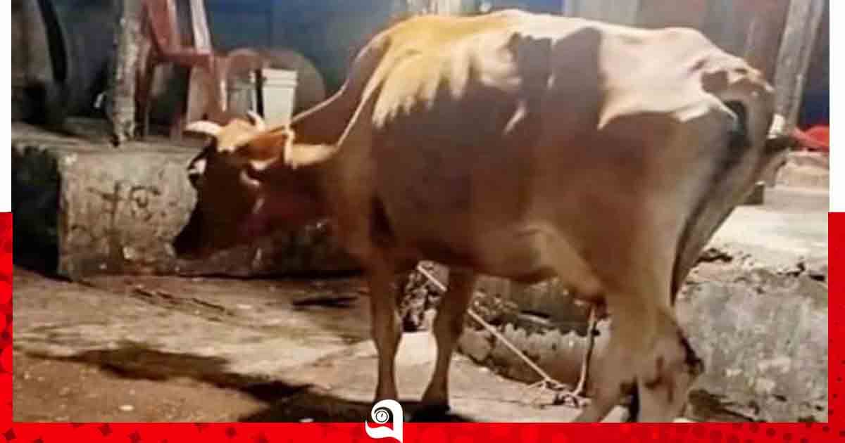 বাউফলে রাতের আঁধারে অসুস্থ গরু জবাই করে মাংস বিক্রির অভিযোগ