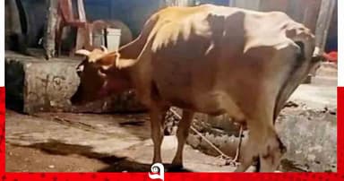 বাউফলে রাতের আঁধারে অসুস্থ গরু জবাই করে মাংস বিক্রির অভিযোগ