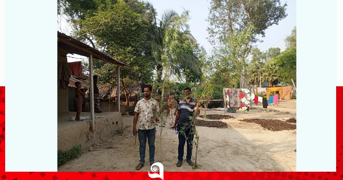 তাড়াশে বসতবাড়ি থেকে গাঁজা গাছ উদ্ধার