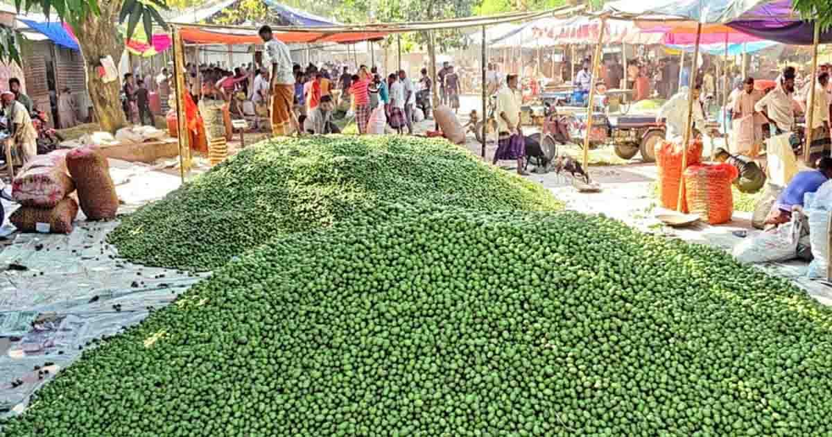 দেশজুড়ে যাচ্ছে দেবীগঞ্জের জলপাই