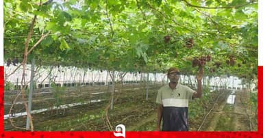আঙ্গুর চাষে সফল সাবেক কৃষি কর্মকর্তা মোকলেছুর