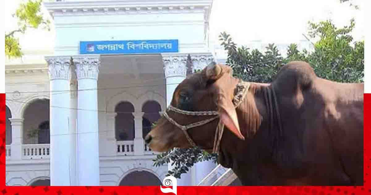 জবিতে নিষেধাজ্ঞার প্রতিবাদে ভিসি ভবনের পাশেই গরু জবাই
