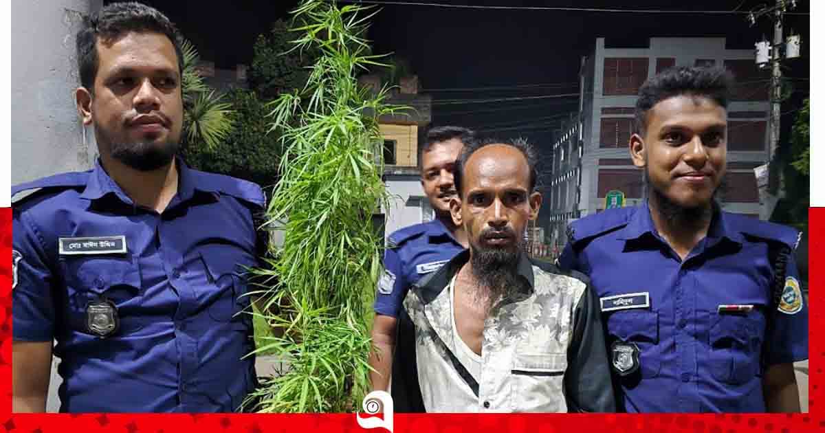 বাউফলে বাড়ির পেছনে তিন গাঁজাগাছ উদ্ধার, আটক ১
