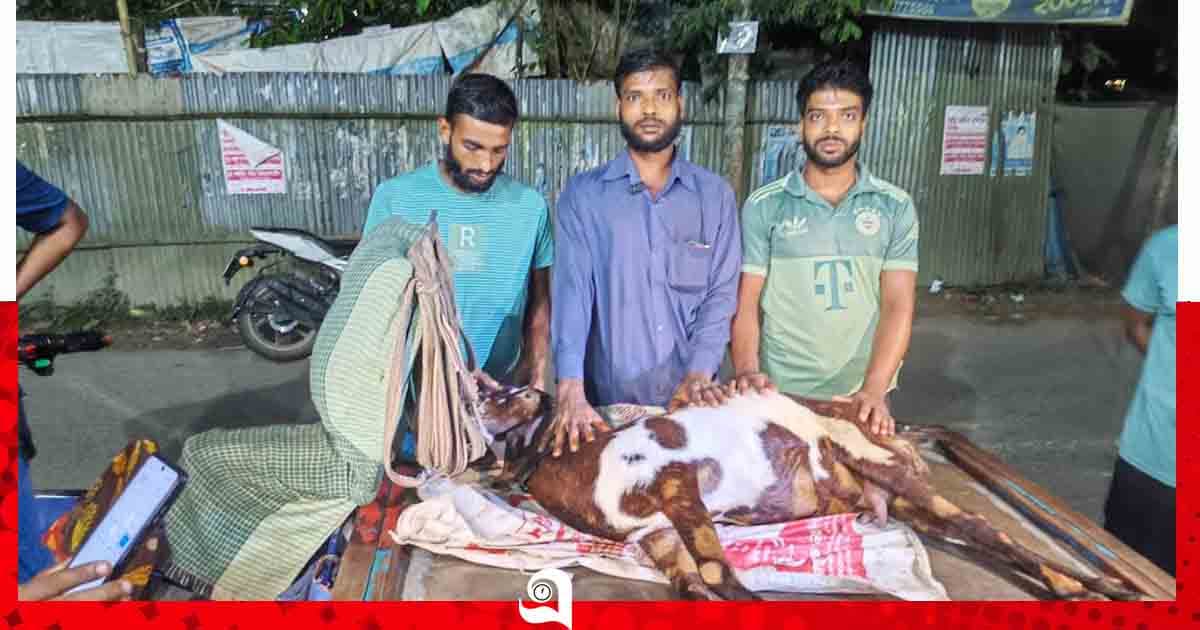 নেছারাবাদে ভুল চিকিৎসায় ভ্যানচালকের ৪টি গর্ভবতী ছাগল মৃত্যু