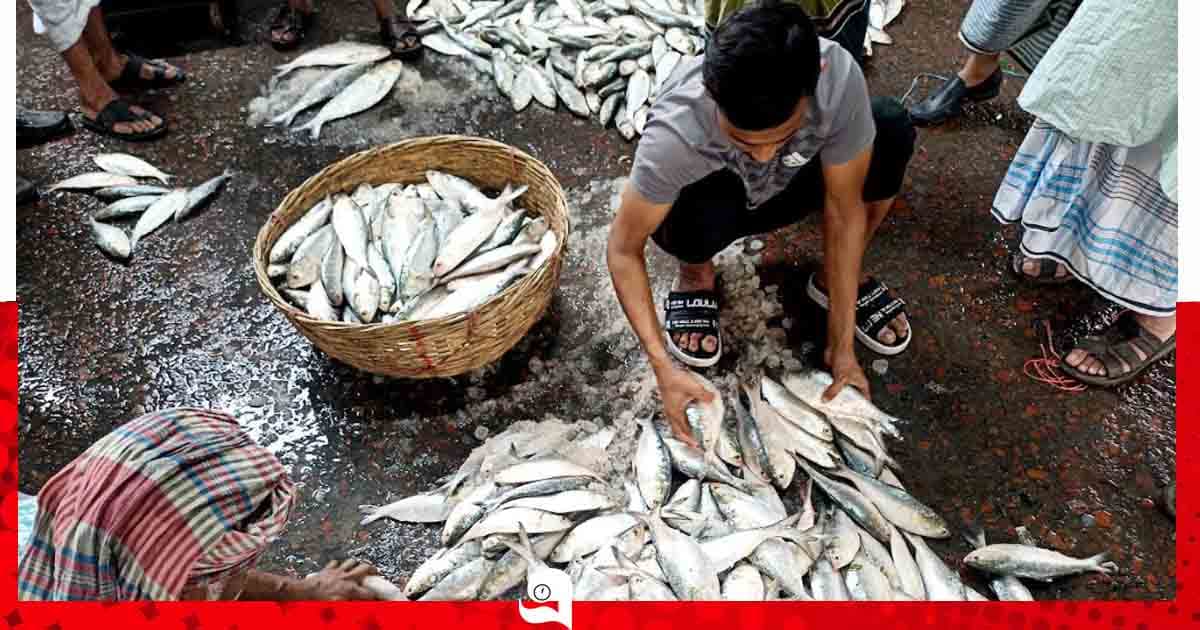 নিষেধাজ্ঞার আগমুহূর্তে ইলিশের জোয়ার