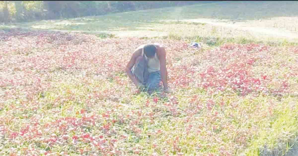 আগাম সবজির বাম্পার ফলন