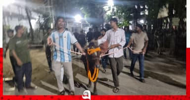 নিষেধাজ্ঞার প্রতিবাদে গরু নিয়ে জবিতে মিছিল