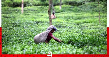 চা খাতের উন্নয়নে দীর্ঘমেয়াদি পরিকল্পনা, বাড়বে উৎপাদন-রপ্তানি