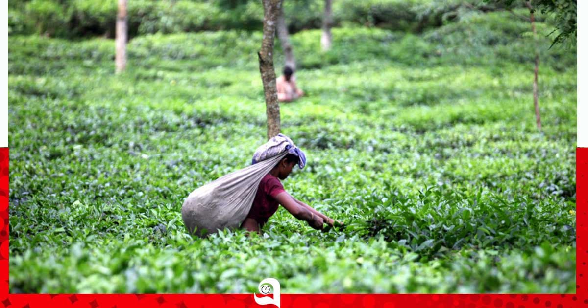চা খাতের উন্নয়নে দীর্ঘমেয়াদি পরিকল্পনা, বাড়বে উৎপাদন-রপ্তানি