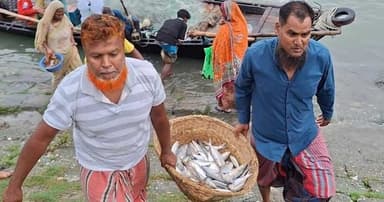 ইলিশ ধরতে পদ্মা-মেঘনায় জেলেদের ভিড়