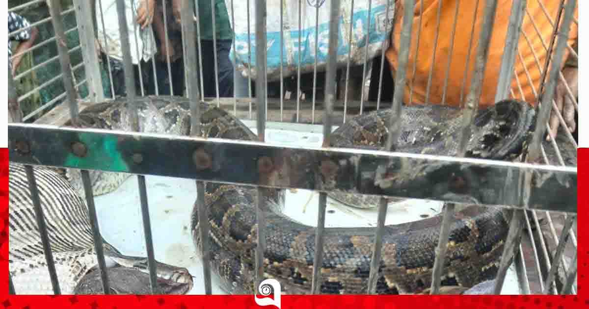 শ্যামনগরে মুরগির ঘরে ১০ ফুটের অজগর, ৬ হাঁস-মুরগি সাবাড়