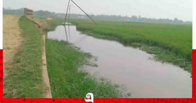 সার ও কীটনাশক প্রয়োগে অজ্ঞতা, লোকসানে হাওরের কৃষক