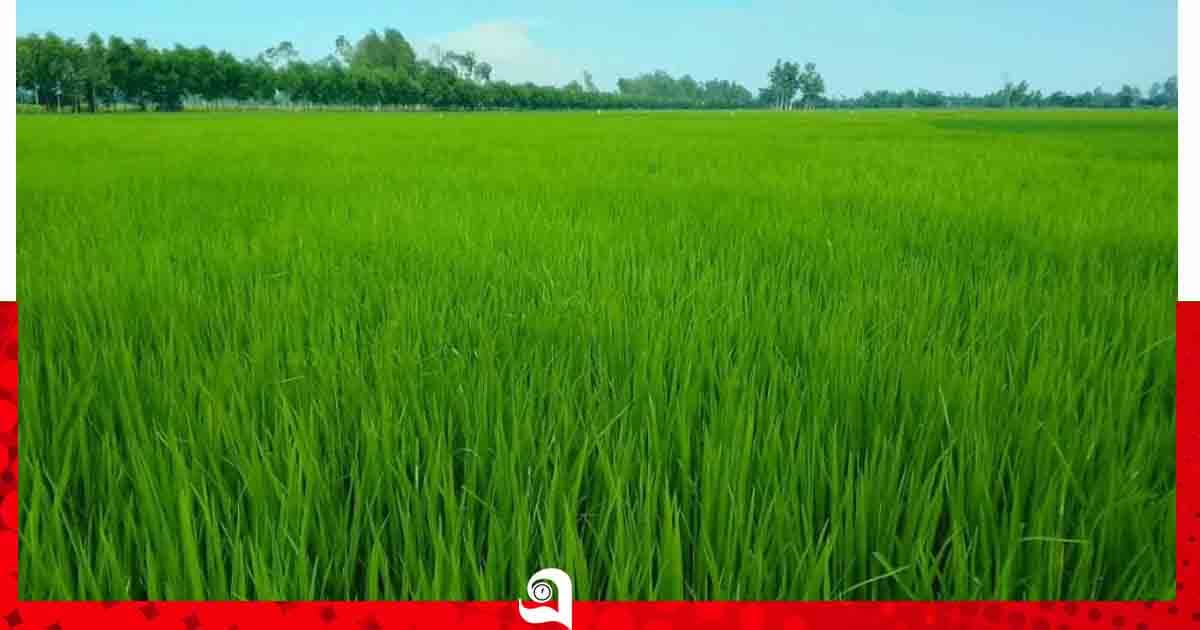 বিরামপুরে সবুজে ভরে উঠেছে আমনের খেত