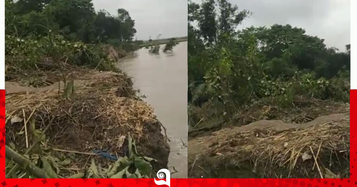 সুলতানপুর চরে পদ্মার ভাঙন,৩০ পরিবারের বসতভিটা বিলীন