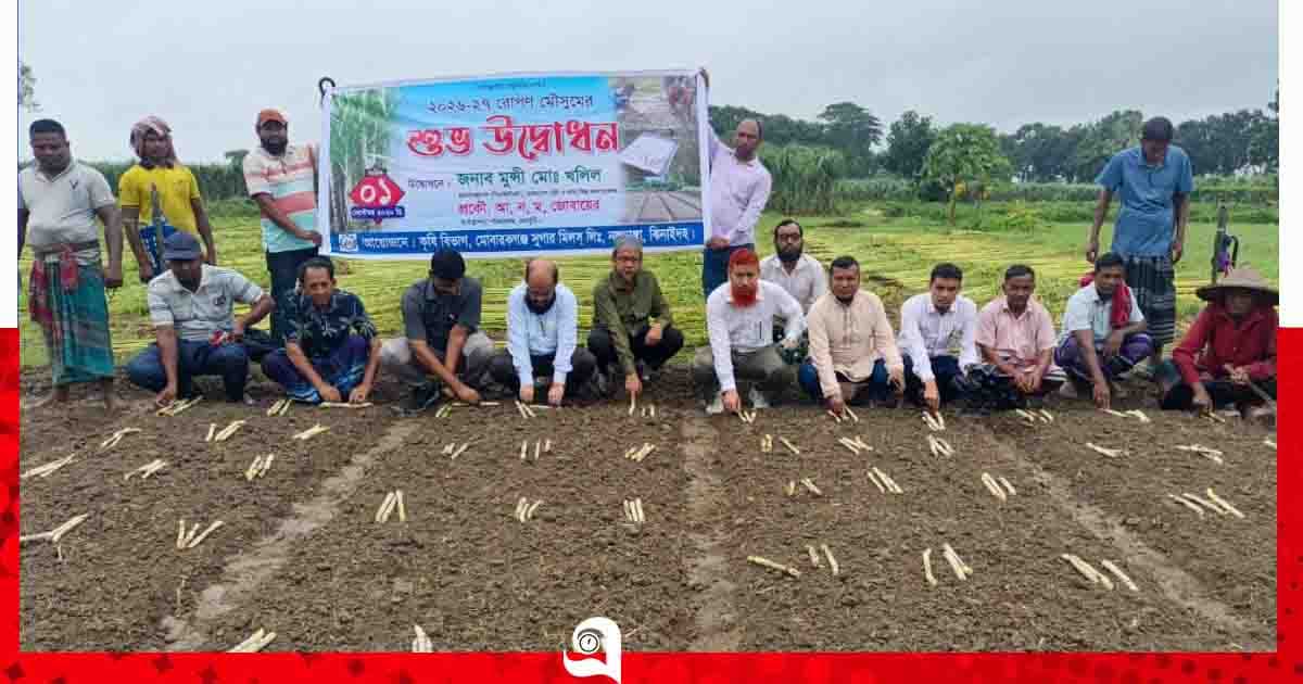দাম বাড়ায় সুদিন ফিরছে আখচাষে, মোসিম মিলে রোপণ মৌসুম শুরু