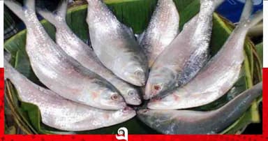 এবারও দুর্গাপূজায় বাংলাদেশের ইলিশ চায় ভারত