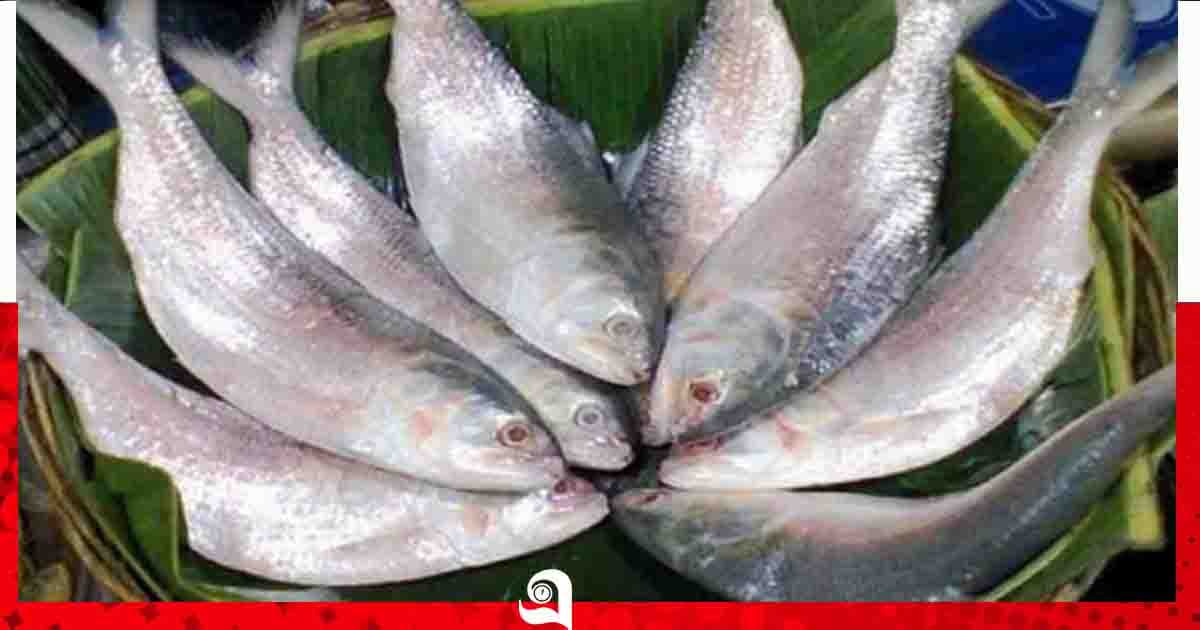 এবারও দুর্গাপূজায় বাংলাদেশের ইলিশ চায় ভারত