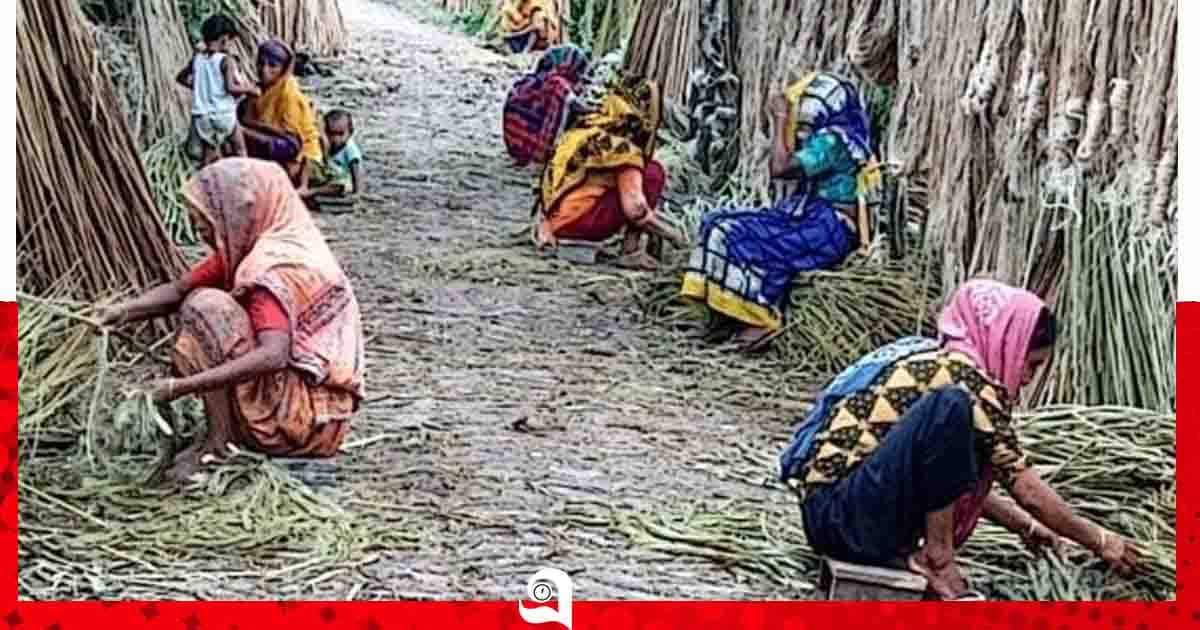 পাটের ভালো দামে কৃষকের মুখে হাসি, আঁশ ছাড়িয়ে বাড়তি আয় নারীদের