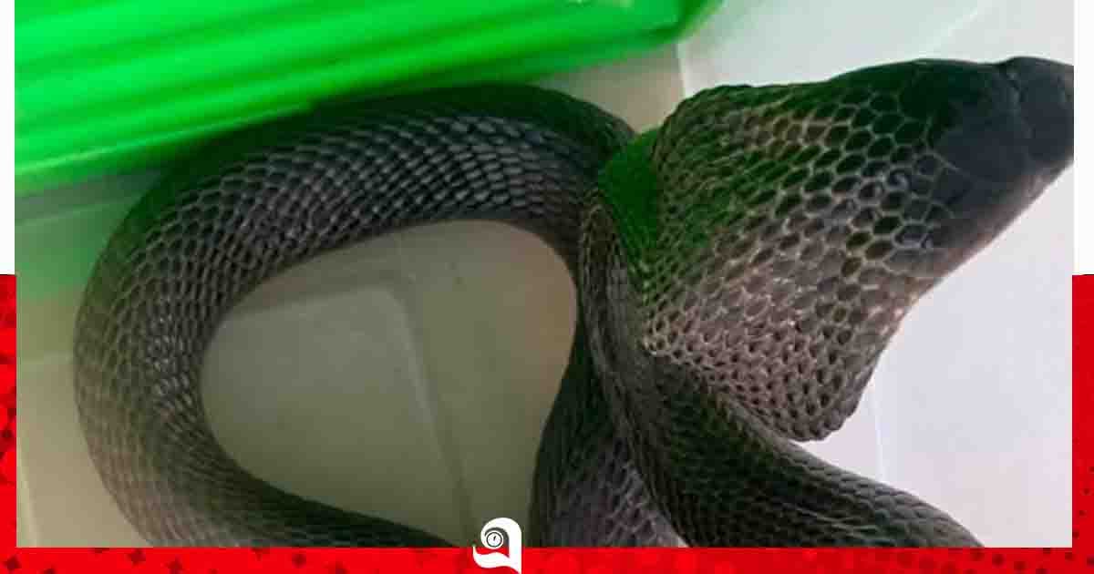 শ্রীমঙ্গলে চা বাগান থেকে বিষধর খৈয়া গোখরা উদ্ধার