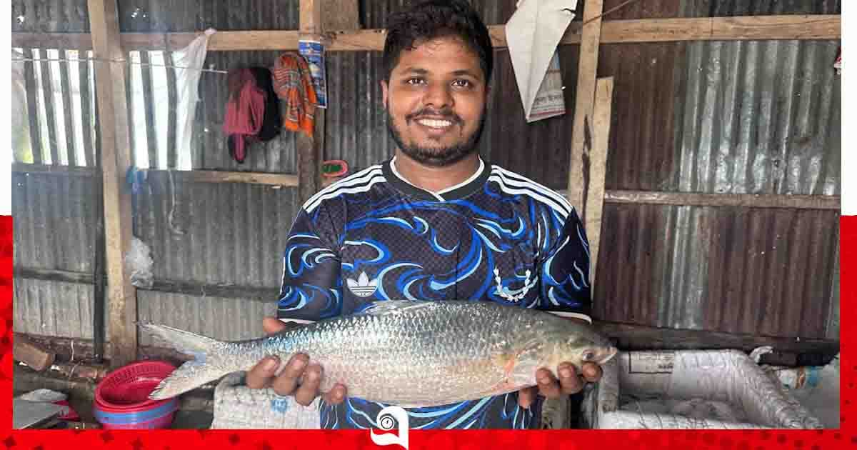 নদীর পাড়েই ইলিশের ছড়াছড়ি, বড় মাছের স্বাদ থেকে বঞ্চিত স্থানীয়রা