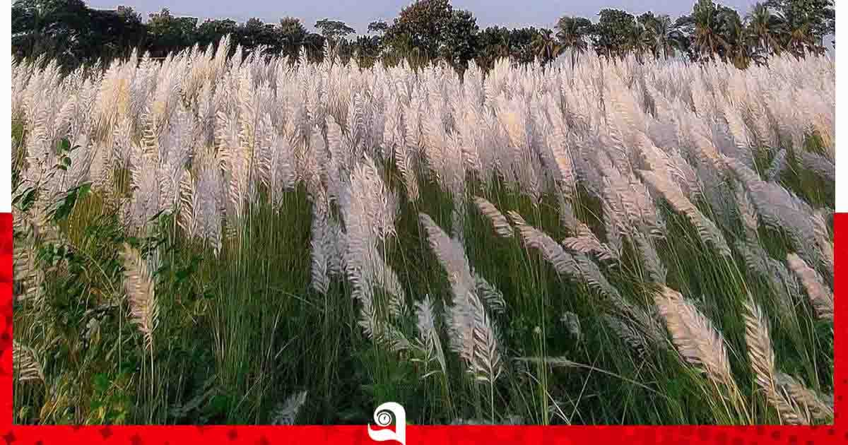 কাশফুলের হাসিতে মন কাড়ছে সীতাকুণ্ড