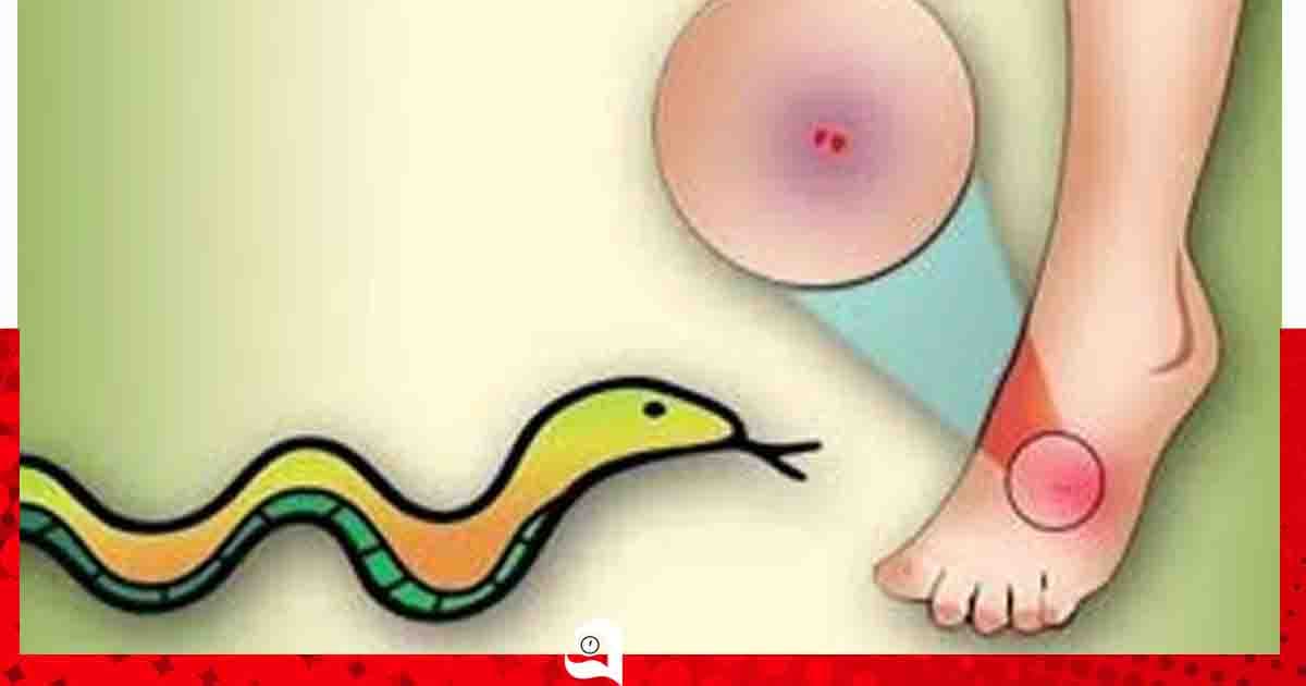 শৈলকুপায় সাপের কামড়ে শিশুর মৃত্যু