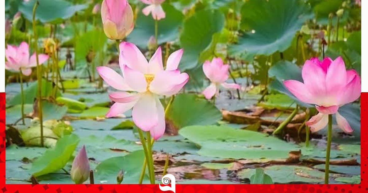 পদ্মবিলে ঘুরতে গিয়ে মাঝিদের হামলায় পর্যটক আহত