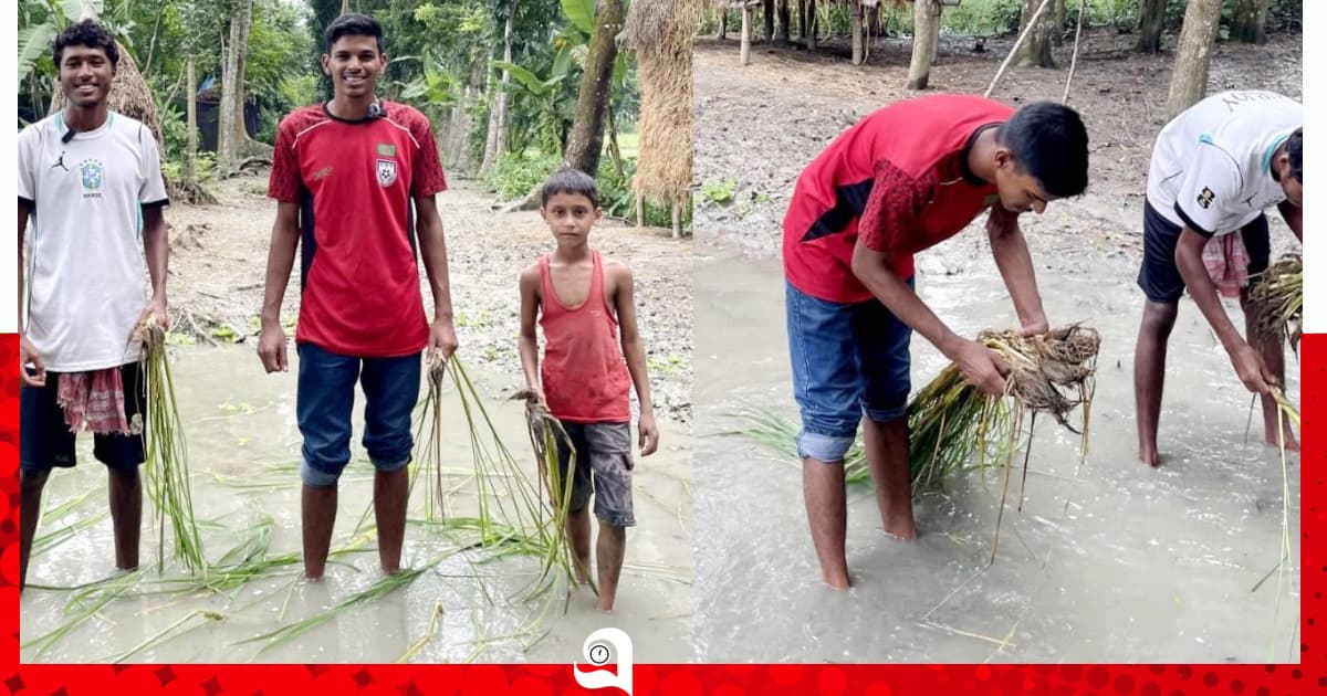 গৌরনদীতে কাদা-পানিতে ধানের চারা রোপণ করে অভিনব প্রতিবাদ