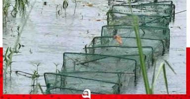 ‘চায়না দুয়ারি’র পেটে যাচ্ছে বগুড়ার জলজ প্রাণ