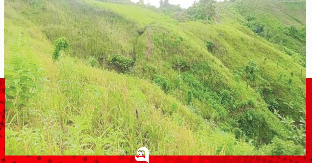 পাহাড়জুড়ে জুমের সোনালী ধান