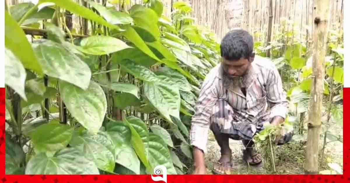 লাল মাটিতে পান চাষে সফল কৃষক রবিউল