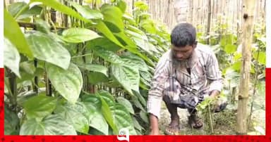 লাল মাটিতে পান চাষে সফল কৃষক রবিউল
