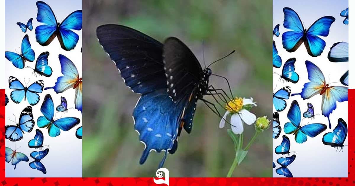 নীল প্রজাপতির পথ