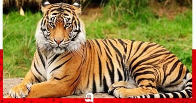 মায়রা মায়রন ও বাঘের গল্প