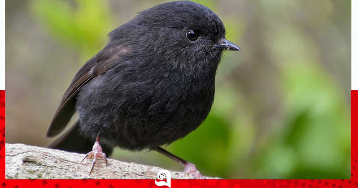বিপন্ন কালো রবিনই ‘বার্ড অব দ্য ইয়ার’