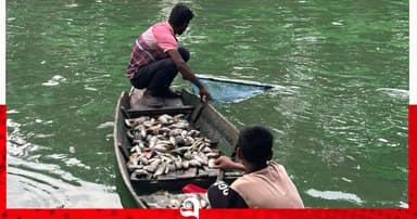 পুকুরে বিষ প্রয়োগে ১০ লাখ টাকার মাছ নিধনের অভিযোগ