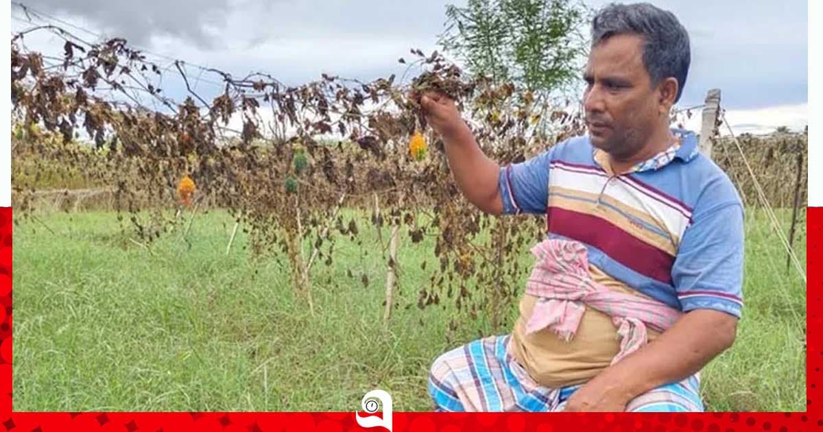 পদ্মার চর জলমগ্ন, ক্ষতির মুখে কৃষকরা