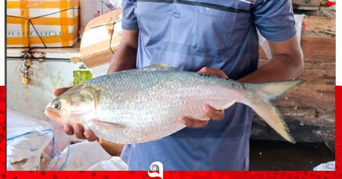 ১৭ হাজার টাকায় বিক্রি হলো ‘রাজা ইলিশ’