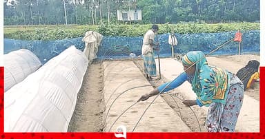 সবজি চাষেও সারের ‘প্রভাব’