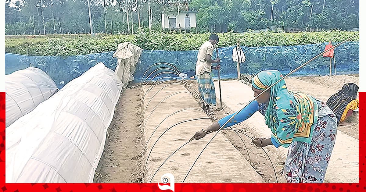 সবজি চাষেও সারের ‘প্রভাব’