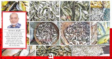 বিলুপ্তির পথে দেশীয় মাছ