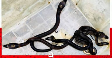 বসতঘর থেকে বিষধর সাপ উদ্ধার