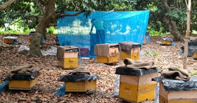 ঈশ্বরদীতে লিচুর বাগানে ‘মধু বিপ্লব’