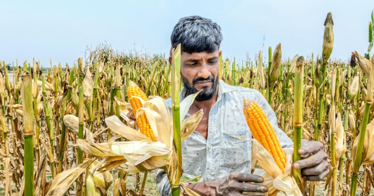 যমুনার অভিশপ্ত বালুচরে ভুট্টার বিপ্লব