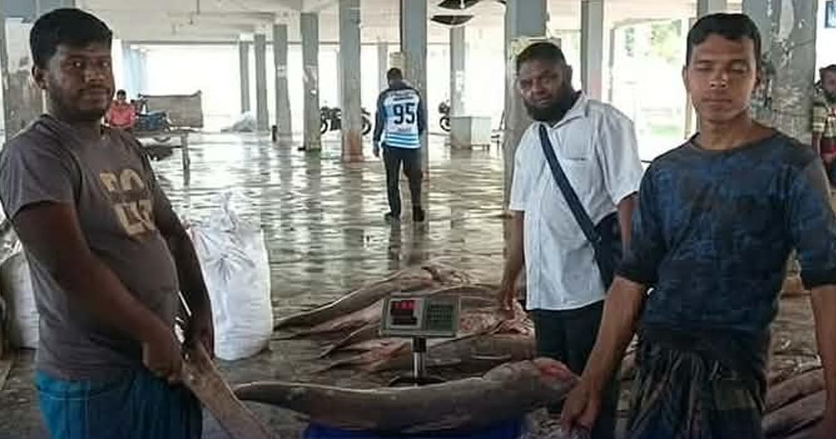 জিয়ানগরের জেলের জালে ধরা পড়লো ৫০টি লাক্ষা মাছ