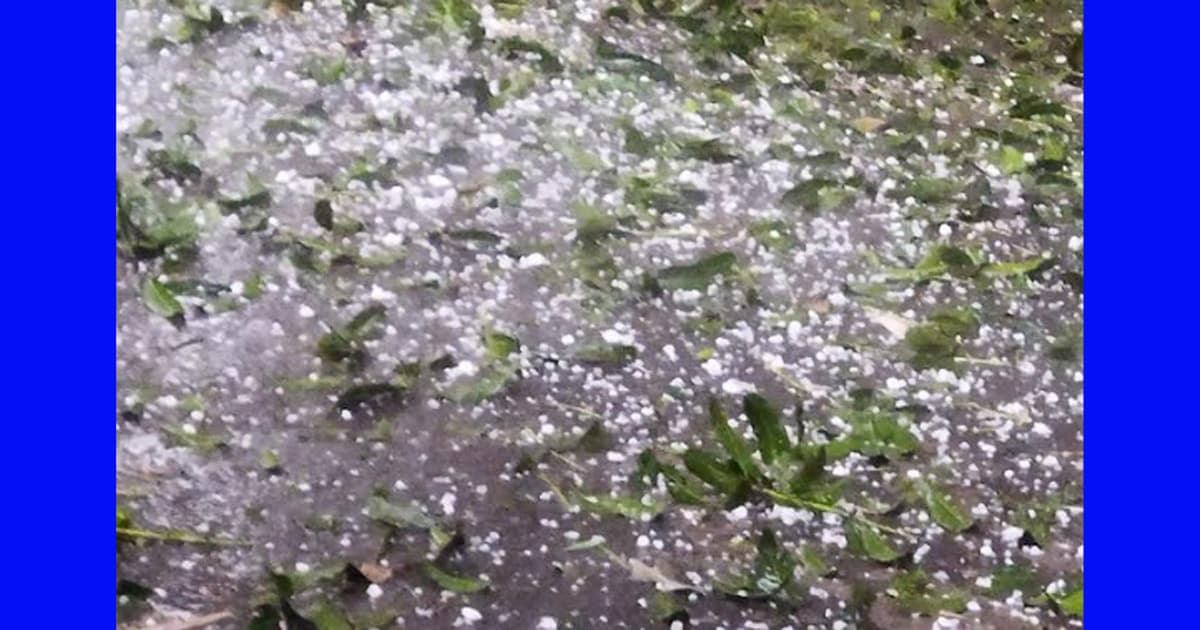 আচমকা শিলাবৃষ্টিতে আমচাষীদের মাথায় হাত