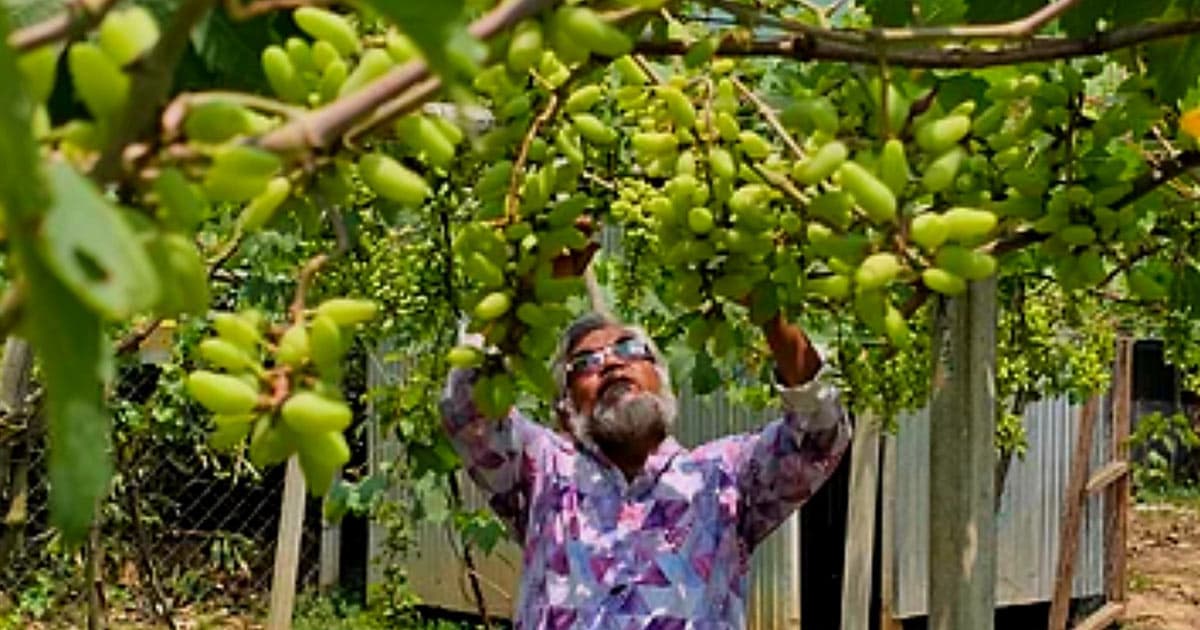 গাজীপুরে বিদেশি আঙুরের বাণিজ্যিক চাষে আশার আলো